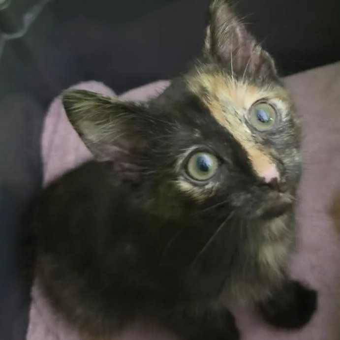 A baby small-sized female Tortoiseshell Domestic Short Hair cat named Jessie for adoption in Matteson, IL