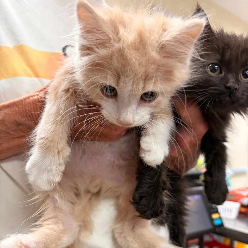 A baby small-sized male Buff / Tan / Fawn Domestic Long Hair cat named Duke for adoption in Franklin, NC