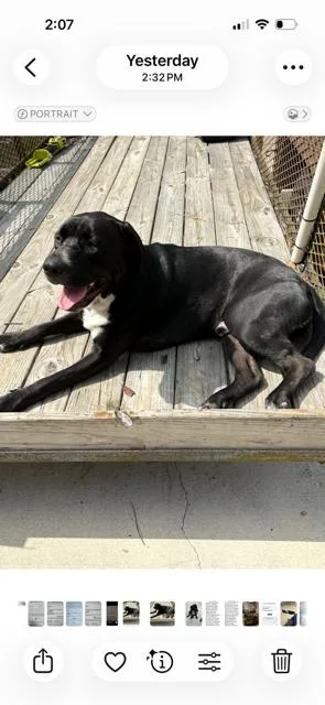A young large-sized male Black Labrador Retriever dog named Emerald for adoption in Saint Augustine, FL