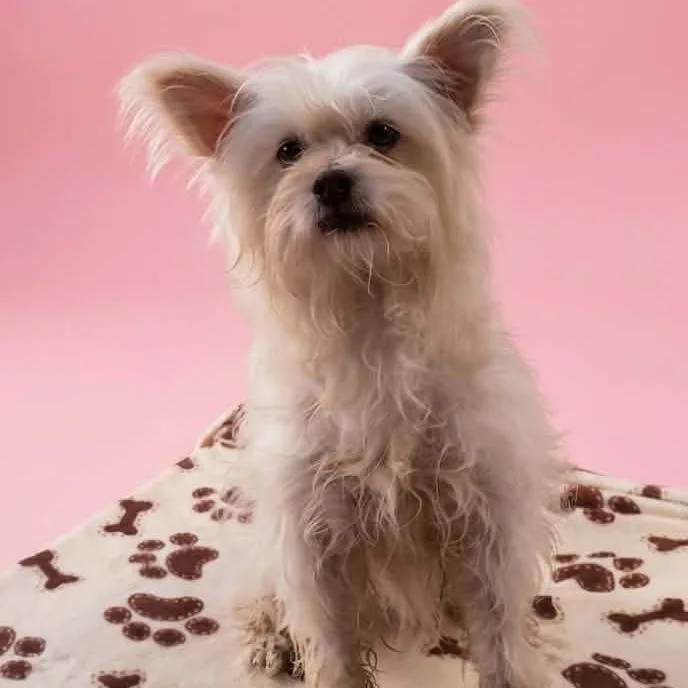 A young small-sized female White / Cream Maltese dog named Cloud for adoption in San Diego, CA