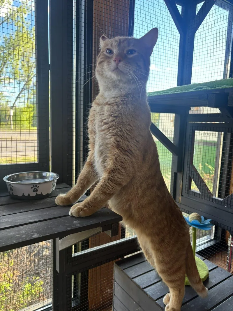 An adult large-sized male Orange / Red Domestic Short Hair cat named Sweeper for adoption in Pardeeville, WI