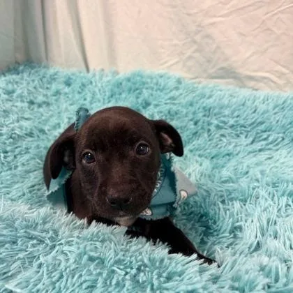 A baby medium-sized female Mixed Breed dog named Marla Hooch for adoption in Fenton, MI