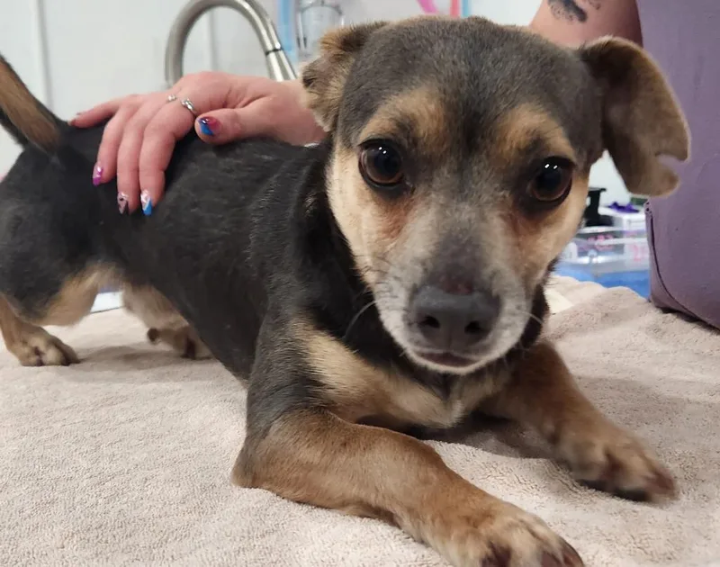 An adult small-sized male Chihuahua dog named Eugene for adoption in Brookings, OR