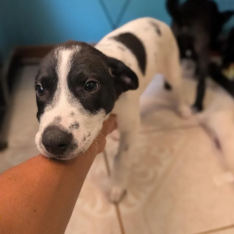 A young medium-sized female Australian Cattle Dog / Blue Heeler dog named Wednesday for adoption in Brownsville, TX