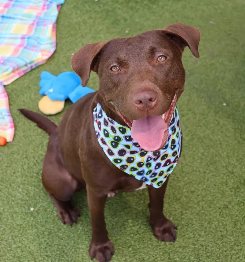 An adult large-sized female Chocolate Labrador Retriever dog named Scout Athens for adoption in Rockaway, NJ