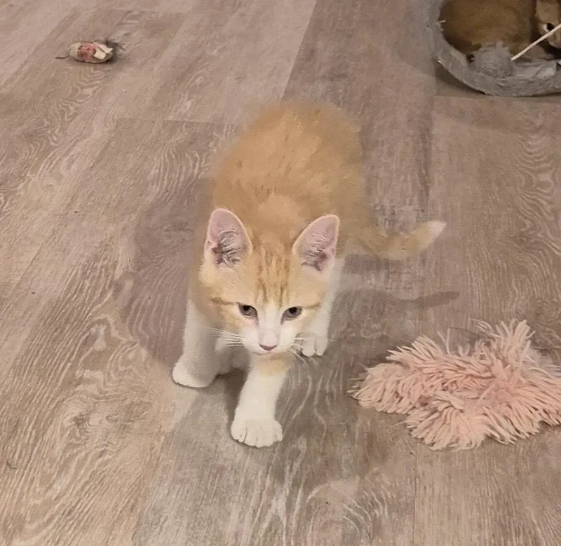 A baby small-sized male Domestic Short Hair cat named Copper for adoption in South Bend, IN