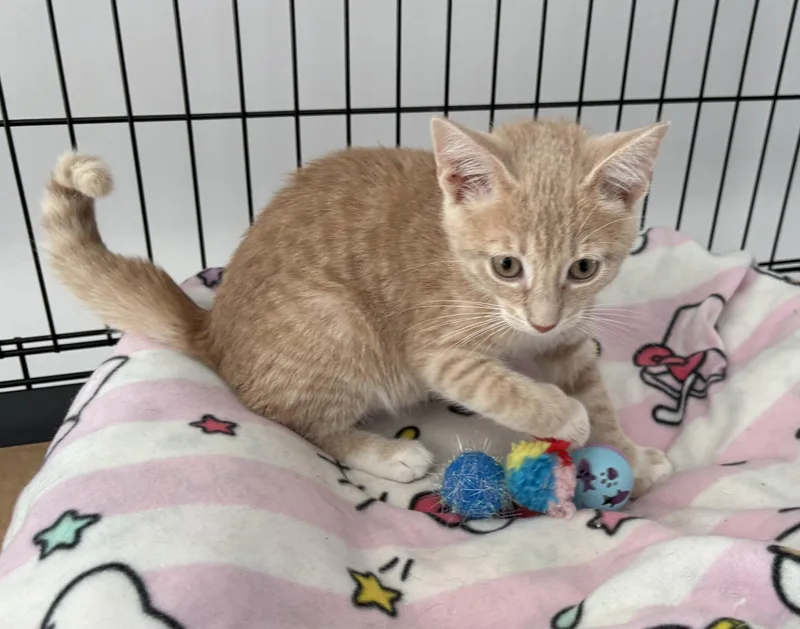 A baby small-sized male Buff / Tan / Fawn Domestic Short Hair cat named Kesari for adoption in Seaford, NY