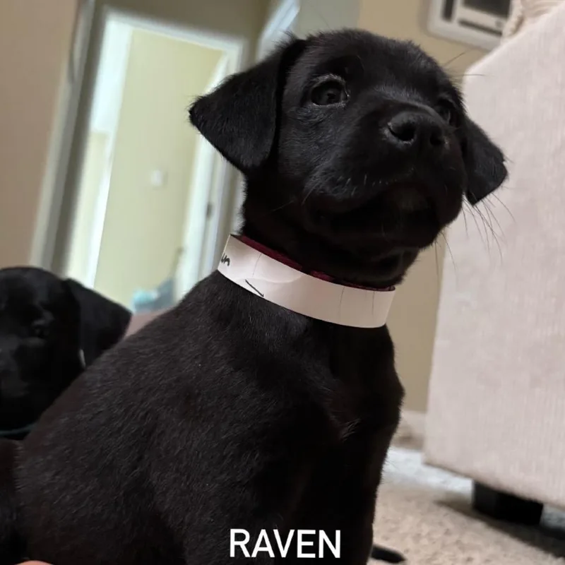 A baby small-sized female Black Labrador Retriever dog named Raven for adoption in San Diego, CA
