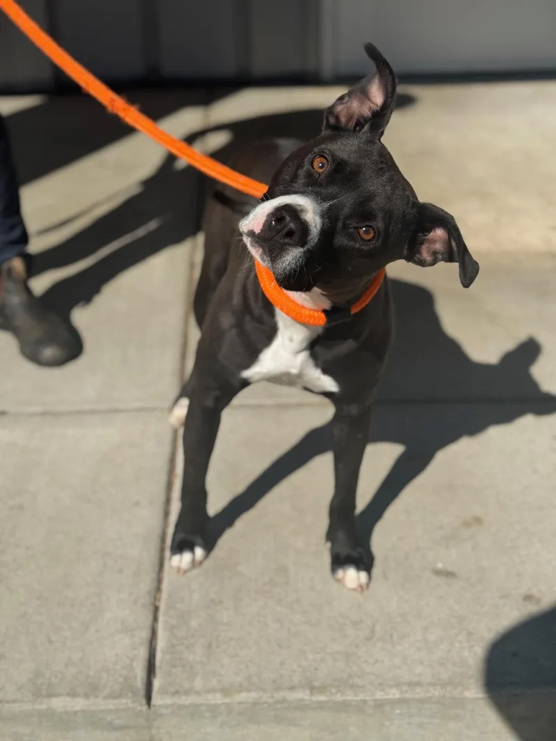 A young medium-sized female Black Pit Bull Terrier dog named Crow for adoption in Benton Harbor, MI