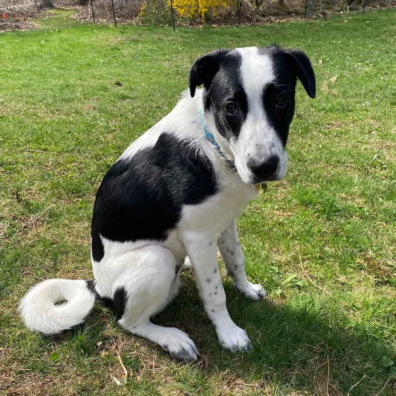 A young large-sized male Black Great Pyrenees dog named Chowder for adoption in Simsbury, CT
