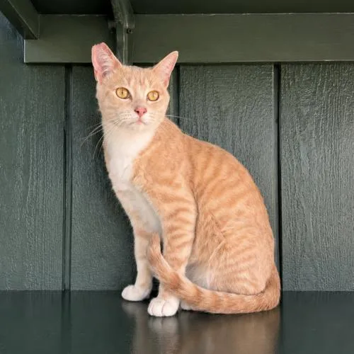 A young medium-sized male Domestic Short Hair cat named Milo for adoption in Lathrop, CA
