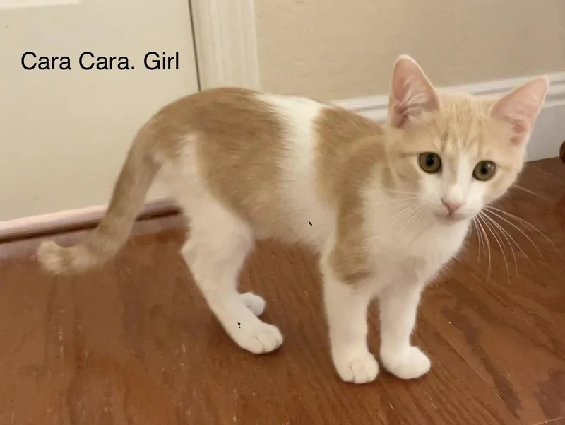 A young medium-sized female Orange & White Domestic Short Hair cat named Cara Cara for adoption in Scottsdale, AZ