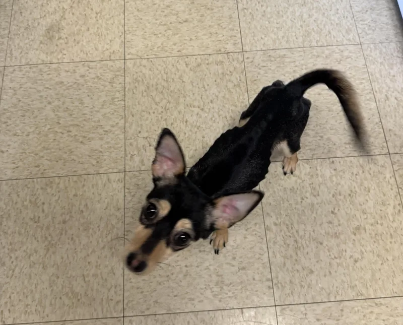 A baby small-sized female Bicolor Chihuahua dog named Reni for adoption in Dayville, CT