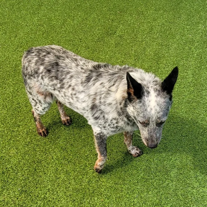An adult medium-sized male Black Australian Cattle Dog / Blue Heeler named Panda for adoption in LOXAHATCHEE, FL