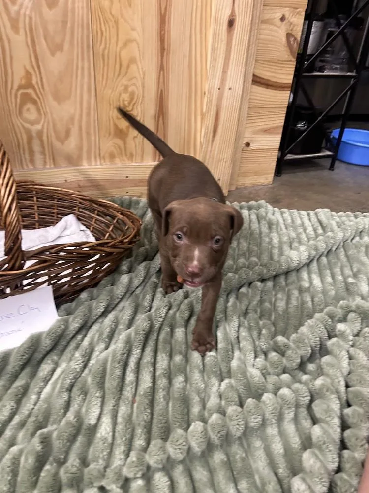 A baby medium-sized male Tricolor (Brown, Black, & White) Mixed Breed dog named Chance Clay for adoption in Mooresville, NC