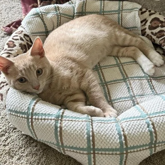 A baby medium-sized male Domestic Short Hair cat named Tater Tot for adoption in Rochester, NY