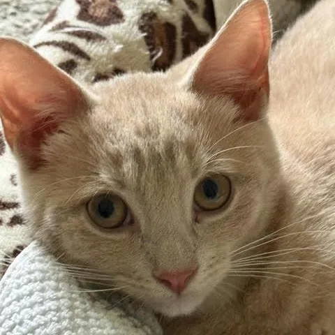 Tater Tot thumbnail 3