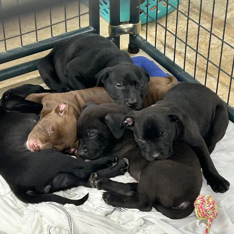 A baby medium-sized male Black Labrador Retriever dog named Zazu for adoption in Cumberland, RI