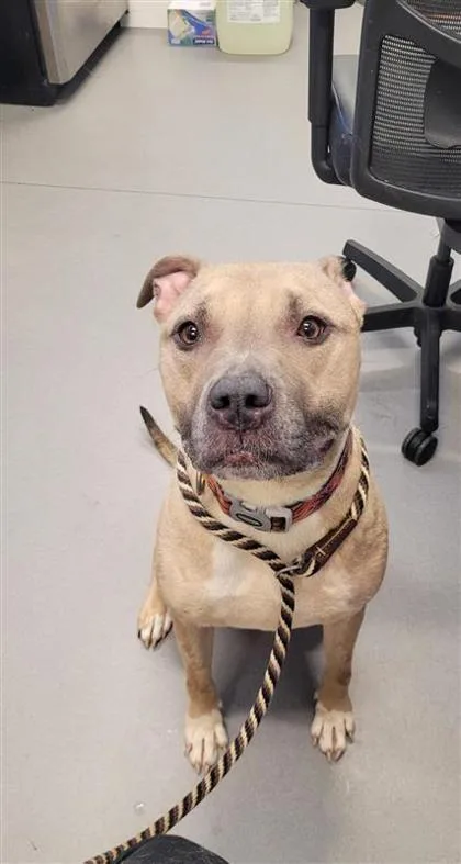 An adult large-sized male Mixed Breed dog named Bellino Bean for adoption in West Chester, PA