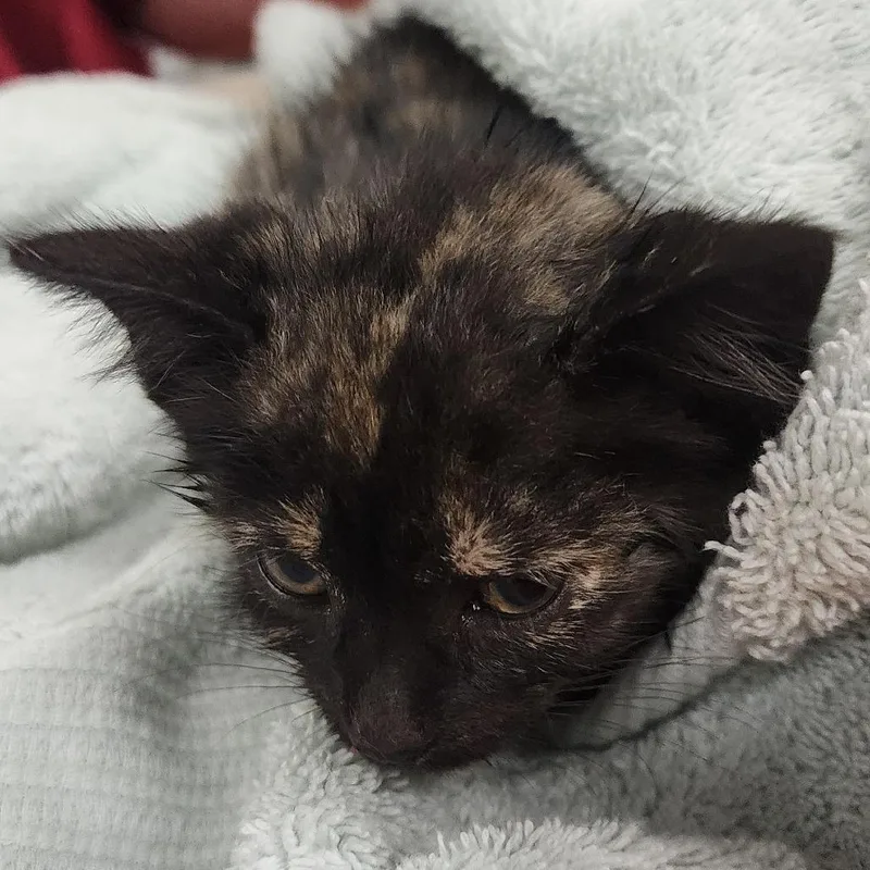 A baby small-sized female Tortoiseshell Domestic Short Hair cat named Cashmere for adoption in Charleston, WV