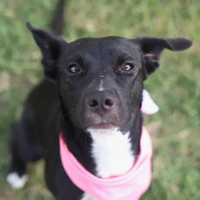 A young medium-sized female American Staffordshire Terrier dog named Danny for adoption in San Antonio, TX
