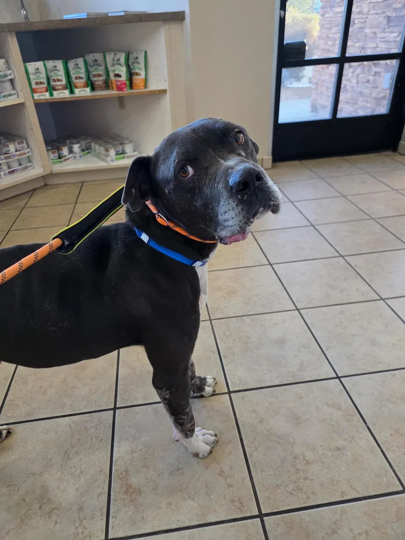 Midnight thumbnail 4