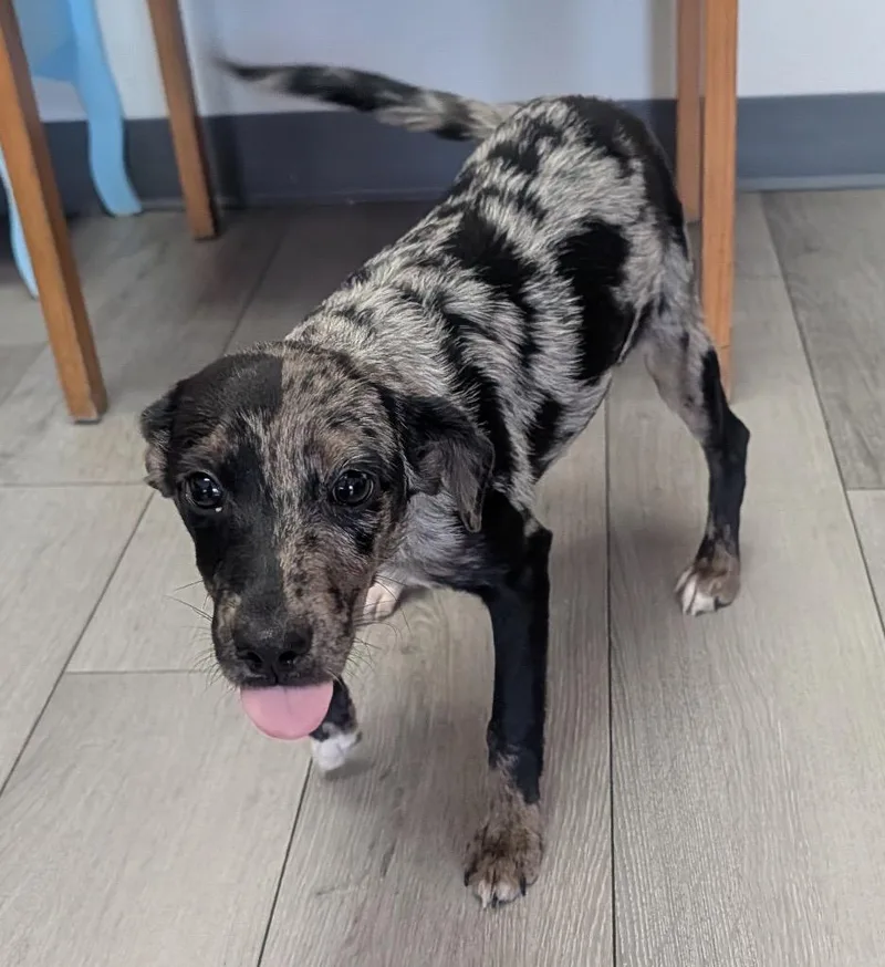 A baby small-sized female Catahoula Leopard Dog dog named Meadow for adoption in Fort Myers, FL