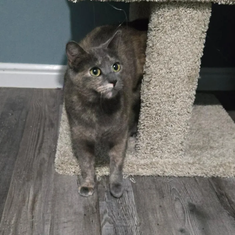 An adult medium-sized female Tortoiseshell Domestic Short Hair cat named Kya Stoppelmoor for adoption in Eagle Mountain, UT
