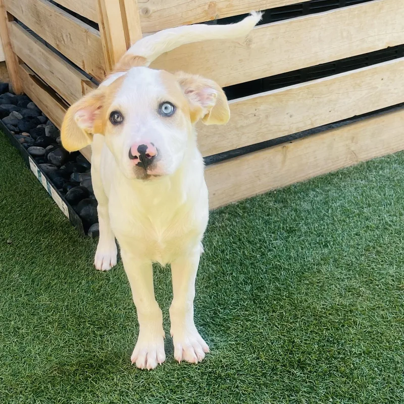 A baby medium-sized female Golden Anatolian Shepherd dog named Birdie for adoption in Houston, TX