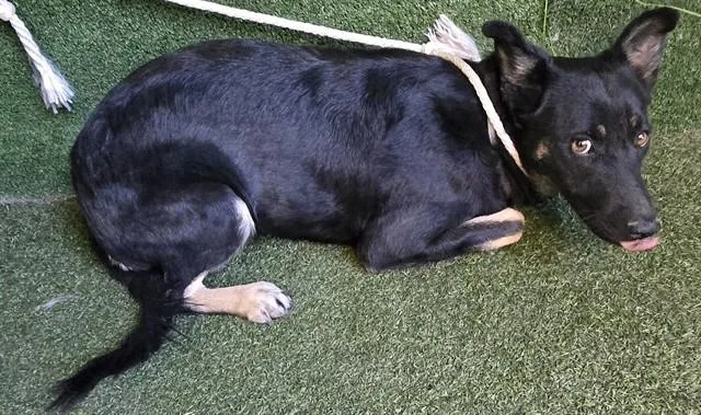 A young medium-sized female German Shepherd Dog dog named Norene for adoption in Lancaster, CA