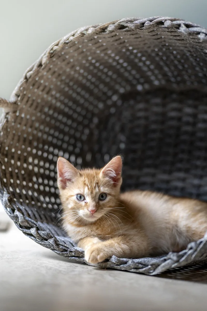 A young medium-sized male Domestic Medium Hair cat named Biscotti for adoption in Alpharetta, GA