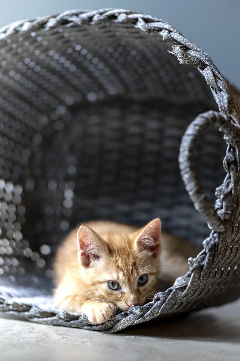 Biscotti thumbnail 2