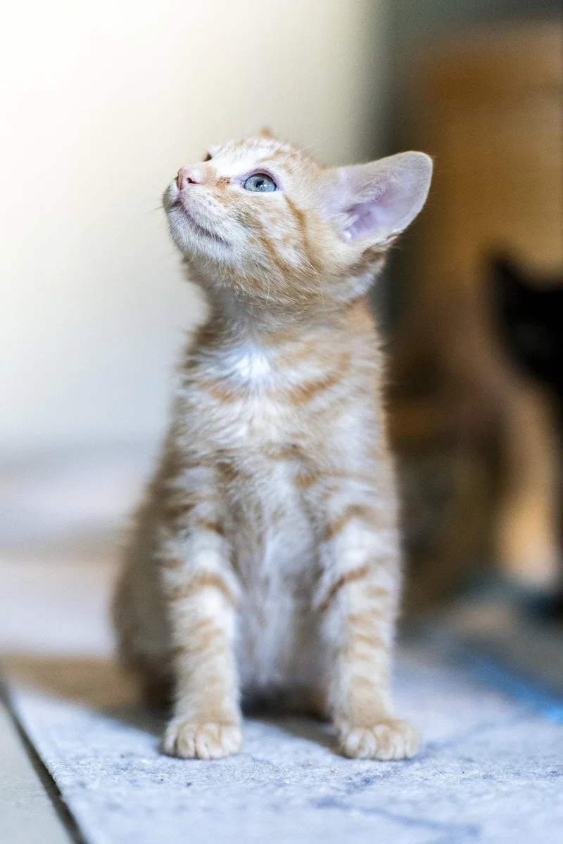 Biscotti thumbnail 3