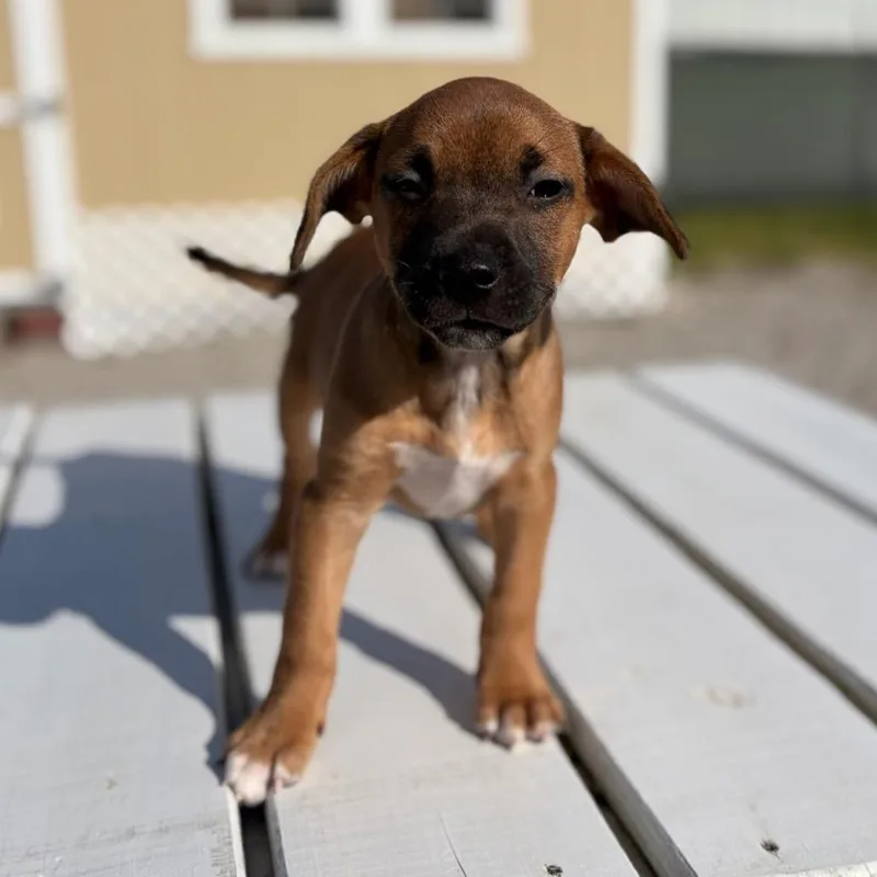 Anya