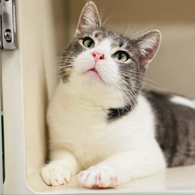 A senior large-sized male White Domestic Short Hair cat named Sniffles for adoption in Great Falls, MT
