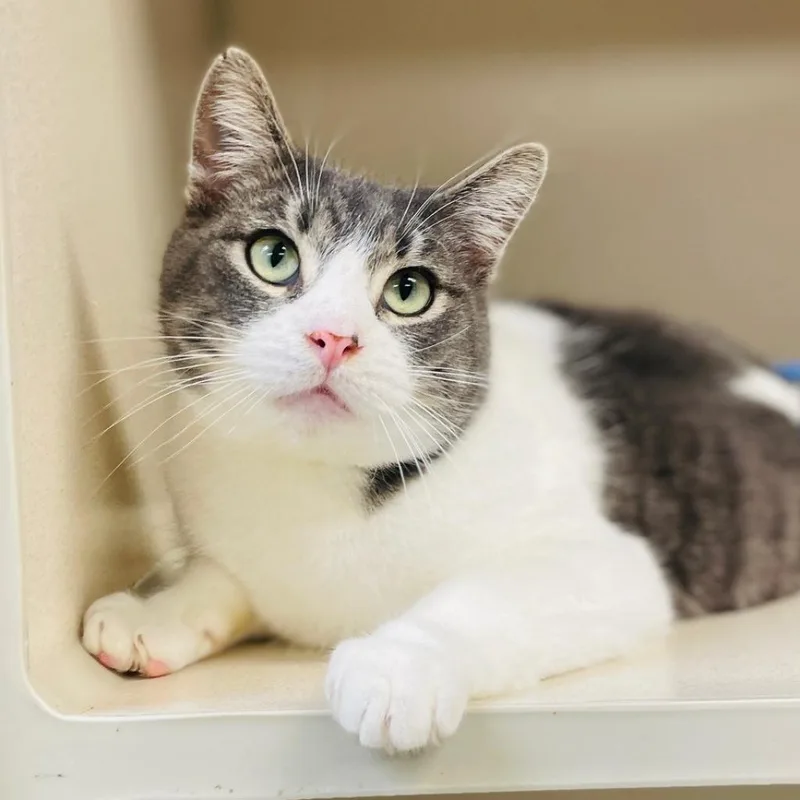 Sniffles thumbnail 2