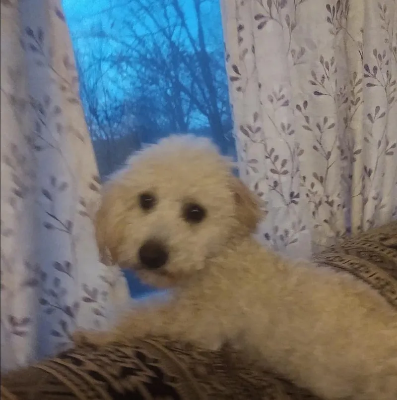 Toby