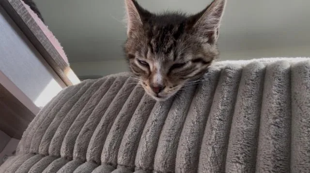 A baby medium-sized male Domestic Short Hair cat named Peanut Butter for adoption in Shoreline, WA