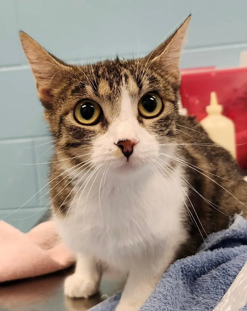 An adult medium-sized female Domestic Short Hair cat named Macaroon for adoption in Frankfort, KY