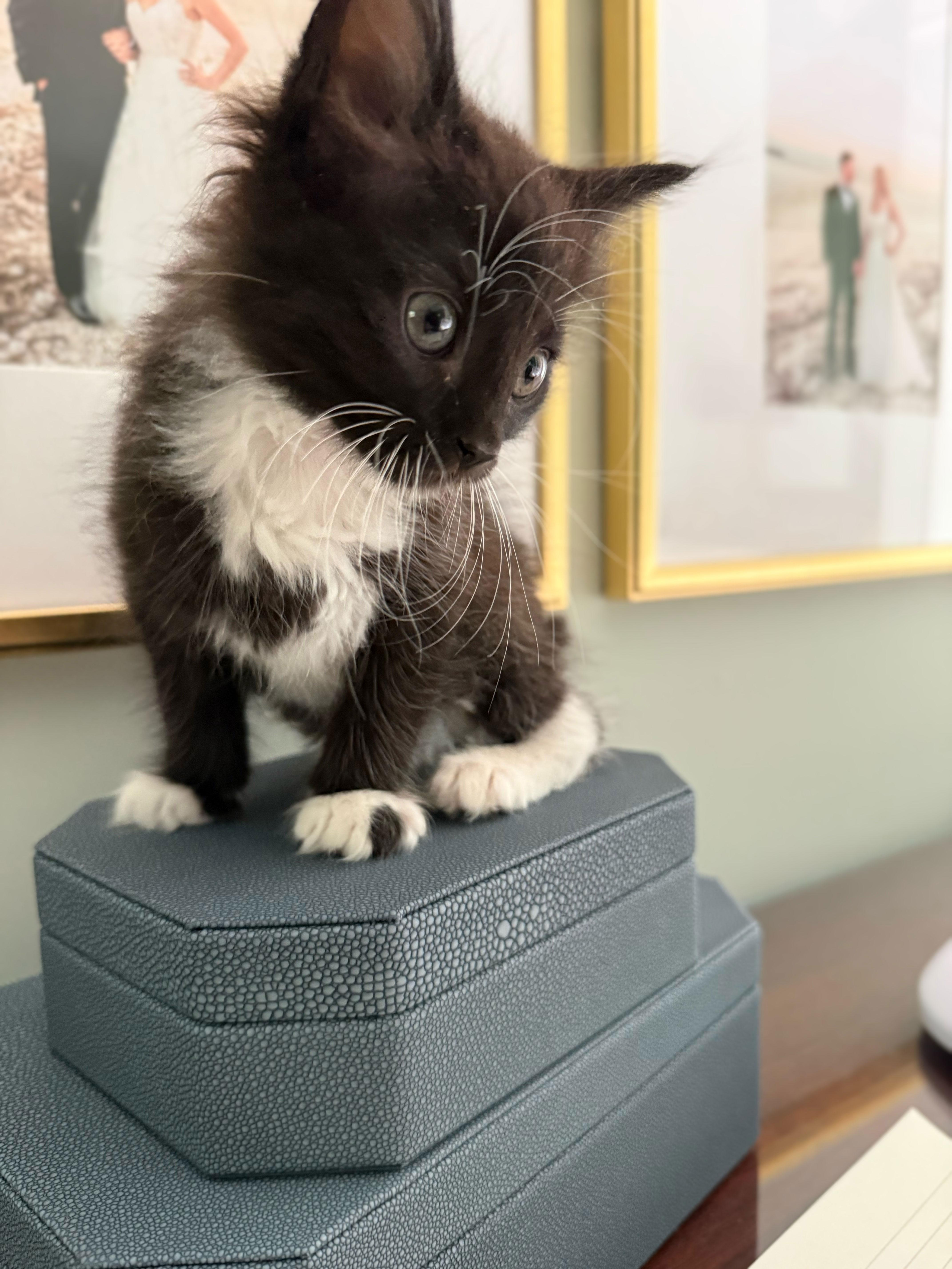 A baby medium-sized male Black & White / Tuxedo Domestic Short Hair cat named Fluffer for adoption in Columbia, SC