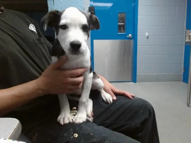 A baby small-sized male Catahoula Leopard Dog dog named Texas for adoption in Albuquerque, NM