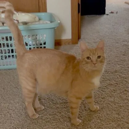An adult medium-sized female Tabby (Orange / Red) Domestic Short Hair cat named Ruthie for adoption in Rochester, MN