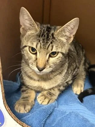 A baby small-sized female Domestic Short Hair cat named Orange Soda for adoption in West Chester, PA
