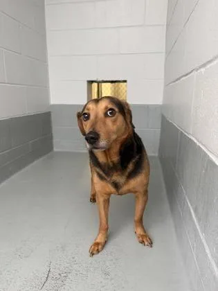 An adult medium-sized male Beagle dog named Max for adoption in Daytona Beach, FL