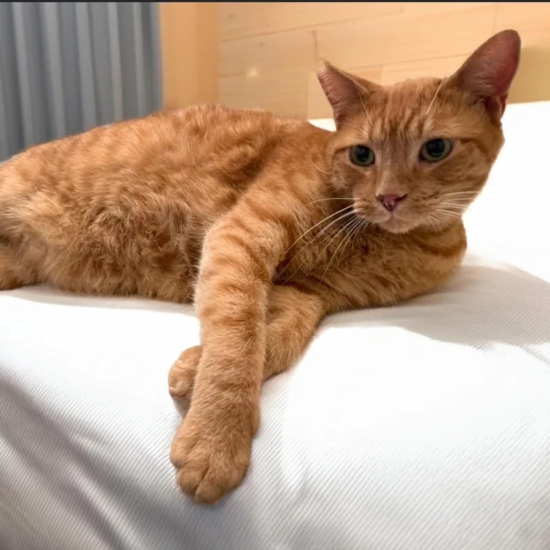 An adult large-sized male Orange / Red Domestic Short Hair cat named Garfield for adoption in Long Beach, CA