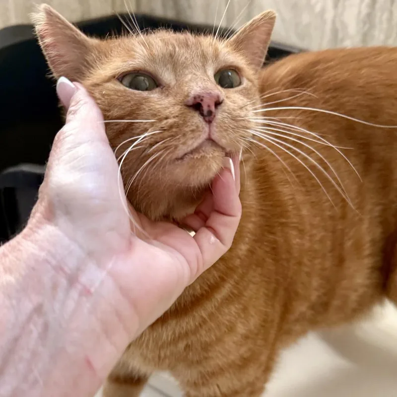 Garfield thumbnail 2