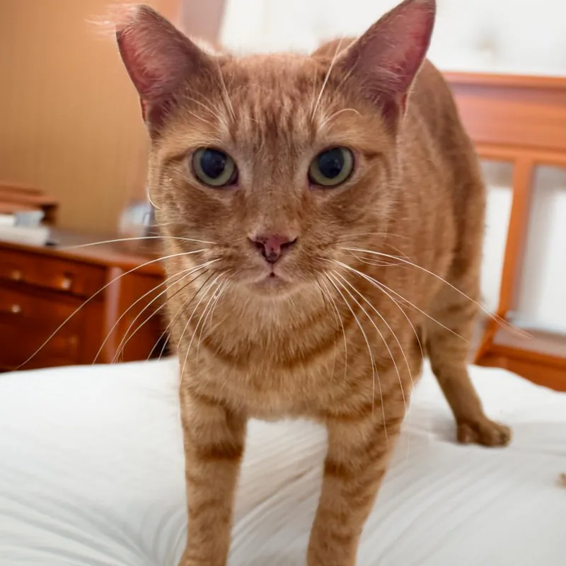 Garfield thumbnail 3