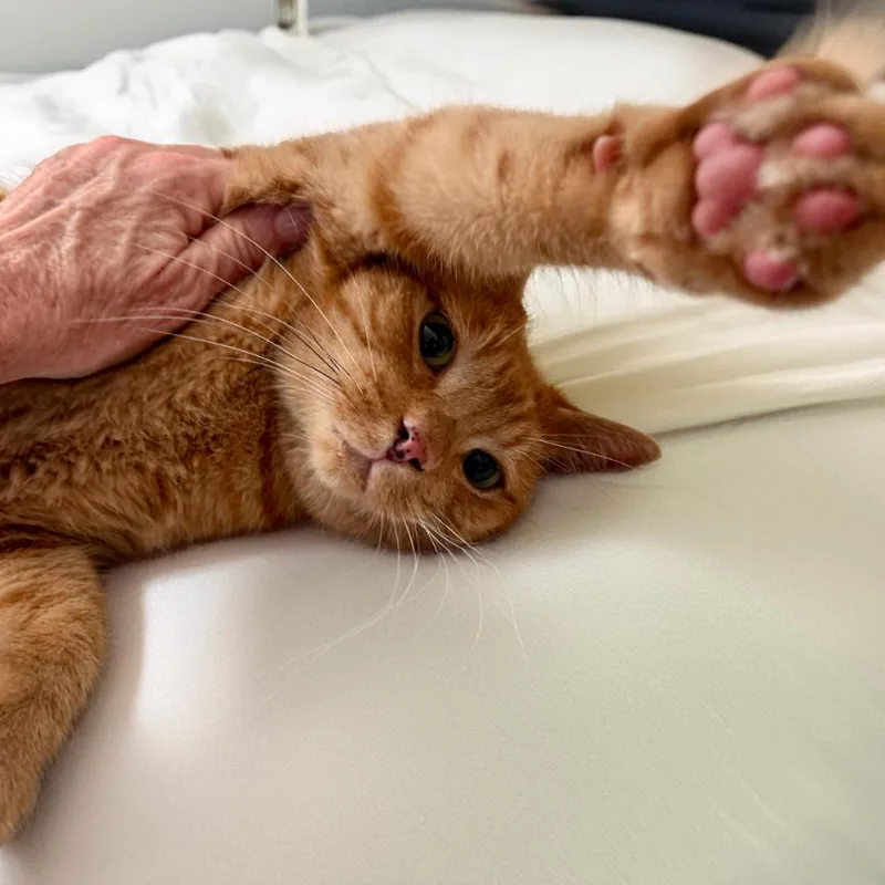 Garfield thumbnail 6