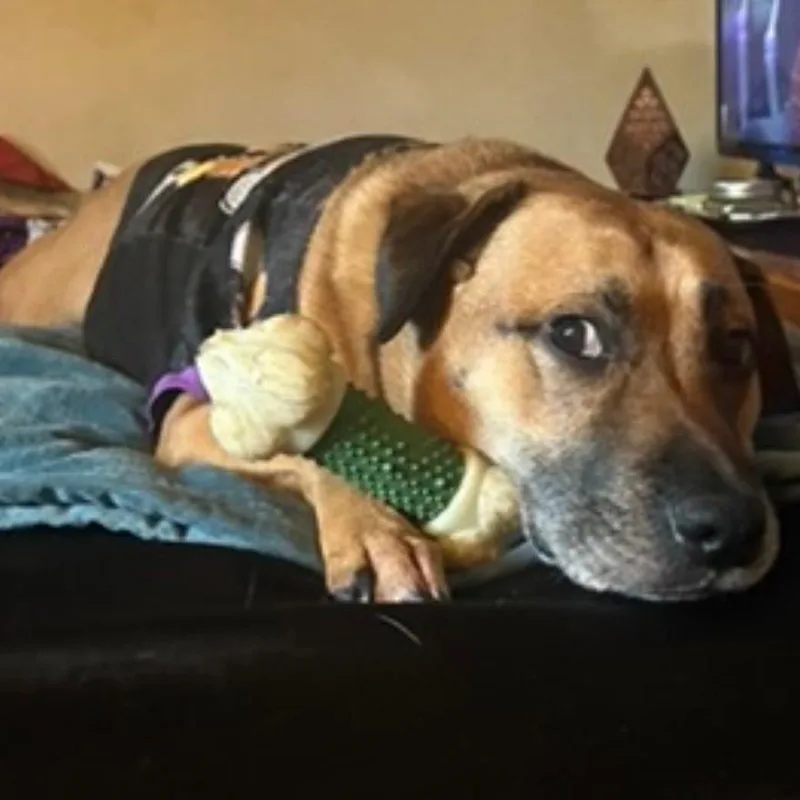 An adult medium-sized male Brown / Chocolate Mixed Breed dog named Scooter for adoption in Philadelphia, PA