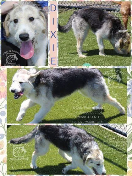 A young medium-sized female Mixed Breed dog named Dixie for adoption in Kenansville, NC